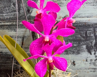 Vanda purple  in bloom/spike Species Gorgeous! Free ship