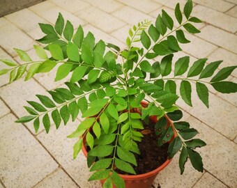 Healthy Curry Leaf Plants  live plant Organic Murraya koenigii Fresh Aromatic Curry Leaves grown 4 inch pot Free Shipping