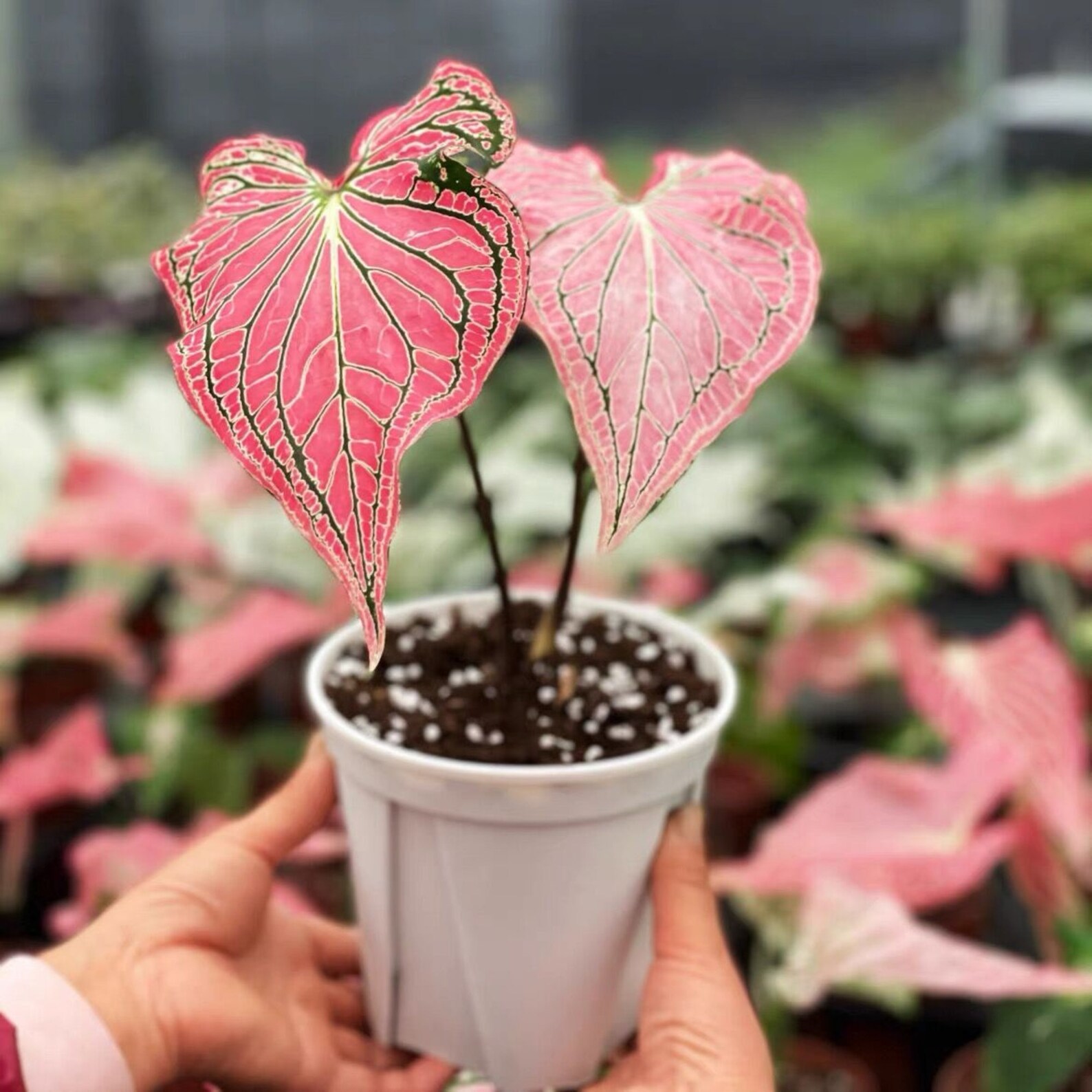 High Rare Fannie Munson Pink Princess Symphony Caladium Bulbs - Etsy