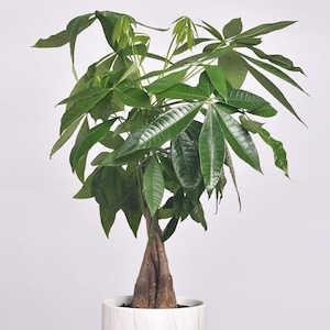 May include: A green potted plant with a thick, braided trunk in a white marble planter with a copper base.