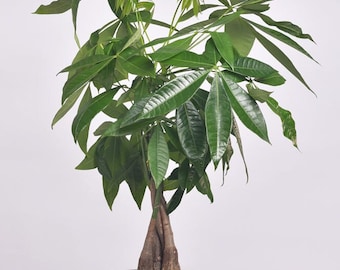 May include: A green potted plant with a thick, braided trunk in a white marble planter with a copper base.