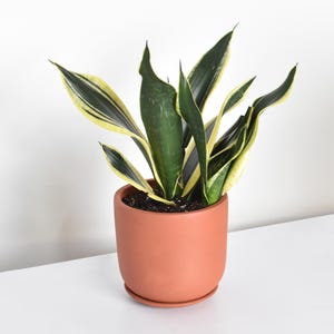 Sansevieria 'Black Gold' – Easy-Care Plant