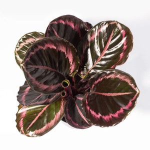 Calathea Dottie - Etsy