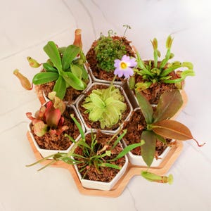 The Bite Club Carnivorous Plant Bundle – 8-Piece Hexagon Pots & Bamboo Tray
