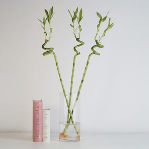 Tall Bamboo Plants Indoor - Etsy