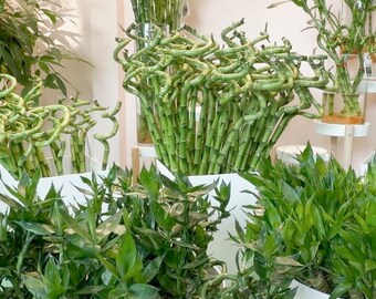 Lucky Bamboo Twist  Dracaena Sanderiana Water Plant - Etsy