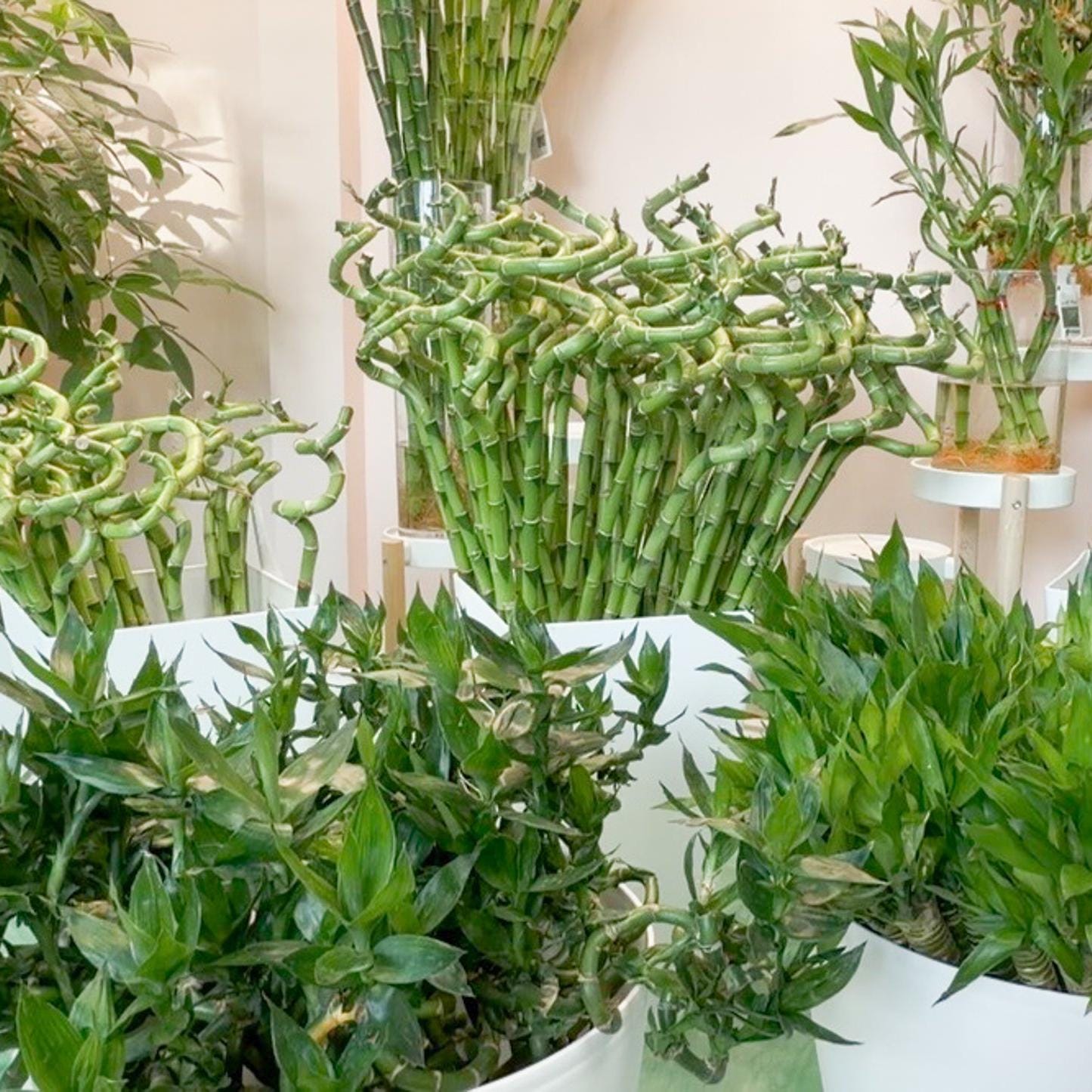 Lucky Bamboo Twist  Dracaena Sanderiana Water Plant - Etsy