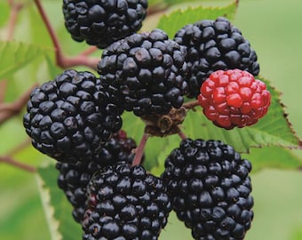 May include: A cluster of ripe blackberries on a green leafy branch, featuring several deep black, textured berries and one single, smaller, bright red unripe berry. The fruit is round and composed of many small, tightly packed drupelets.