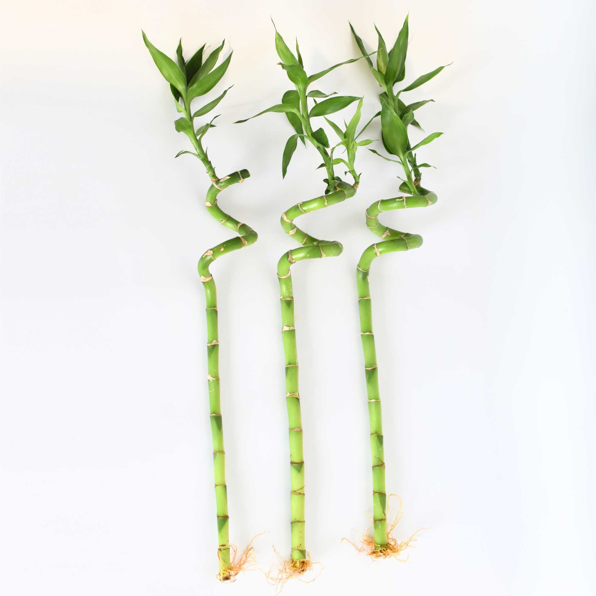 Tube Fluorescent T5 13W - 21 Pouces (535mm) - Blanc Standard & Blanc Froid - 6300lm - Crompton