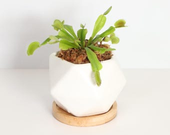 Green Venus Fly Trap Carnivorous Plant