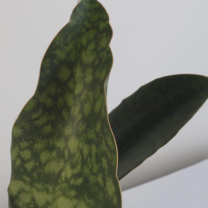 VerdantLyfe Snake Plant Sansevieria masoniana - Thumbnail 3