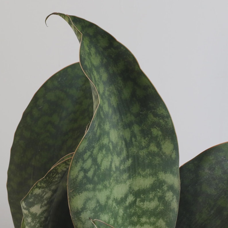 VerdantLyfe Snake Plant Sansevieria masoniana - Thumbnail 2