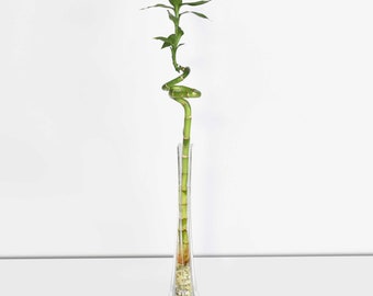 dracena fragrans massangeana Buy Dracaena Massangeana, Dracaena fragrans main image 0