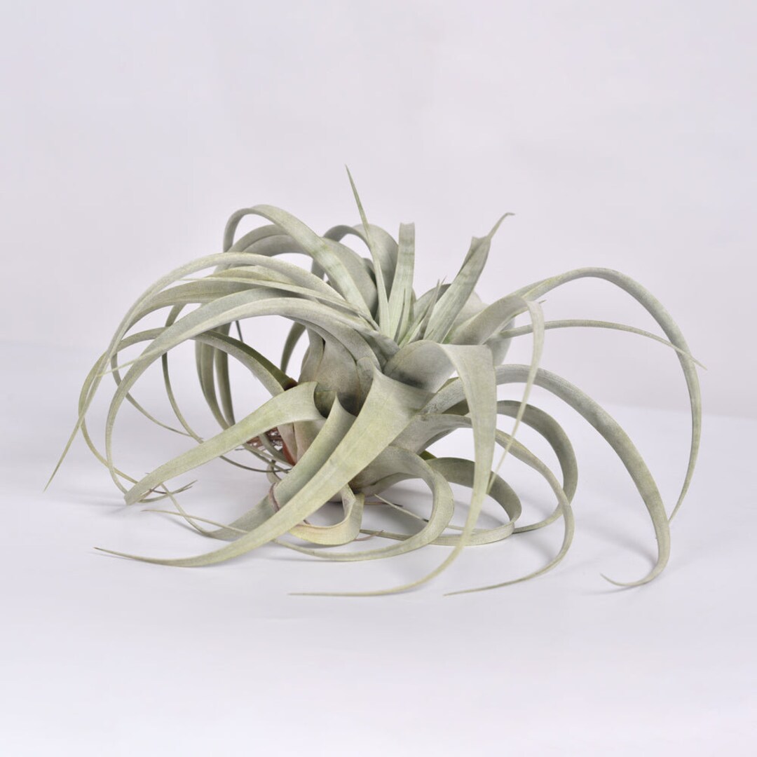Tillandsia Xerographica Extra Large Airplant 14" X 12" - Etsy