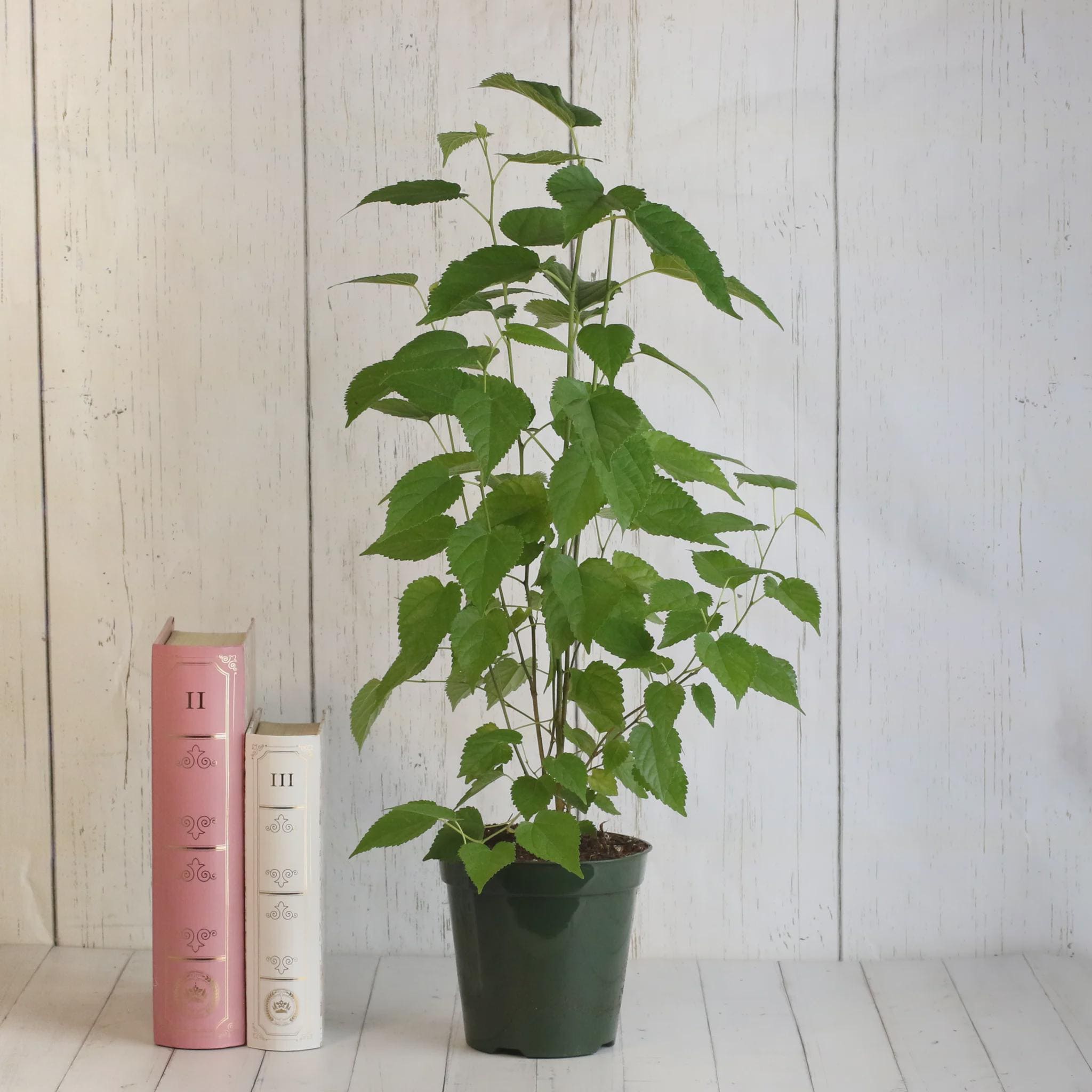 Mulberry ‘dwarf Everbearing’ – Compact Fruit Tree Plant for Containers ...