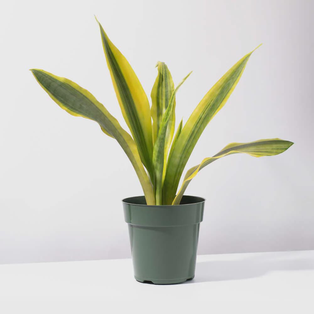 Yellowstone Snake Plant  Rare Variegated Sansevieria, Easy-Care