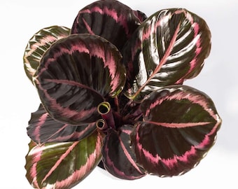 May include: Overhead view of a Calathea plant with large, round leaves. The leaves are a deep green with striking pink and white patterns along the edges and veins. The plant has a lush, full appearance, set against a white background.
