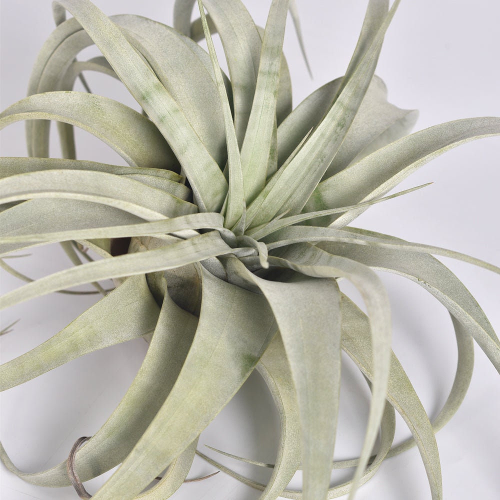 Tillandsia Xerographica Extra Large Airplant 14" X 12" - Etsy