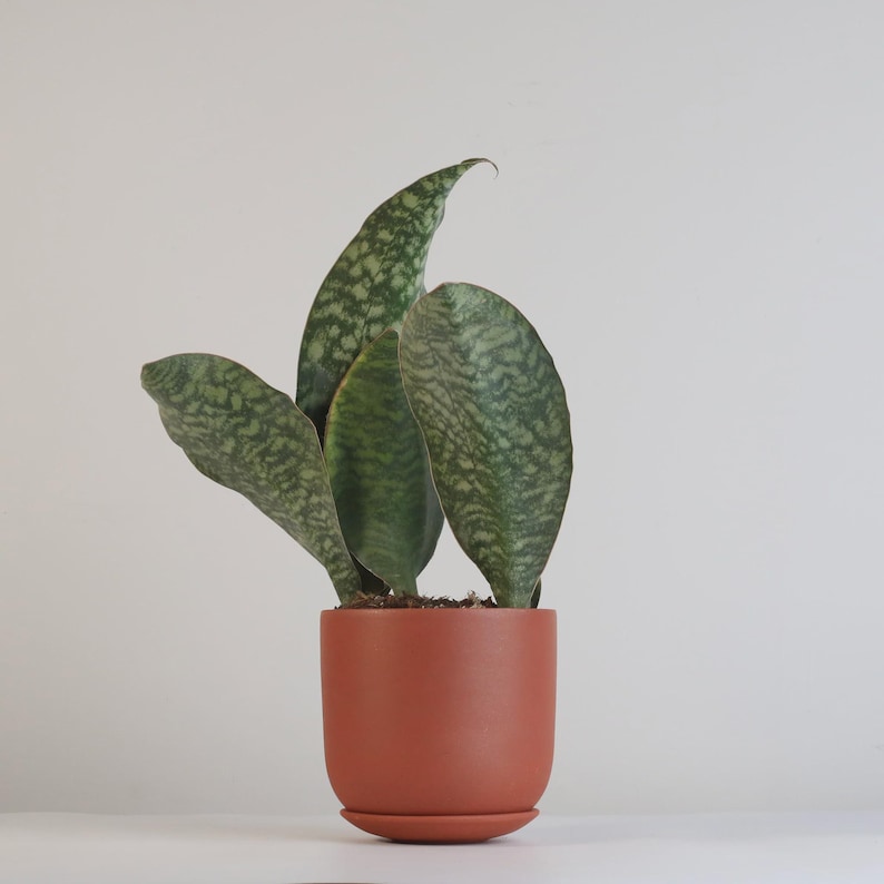VerdantLyfe Snake Plant Sansevieria masoniana