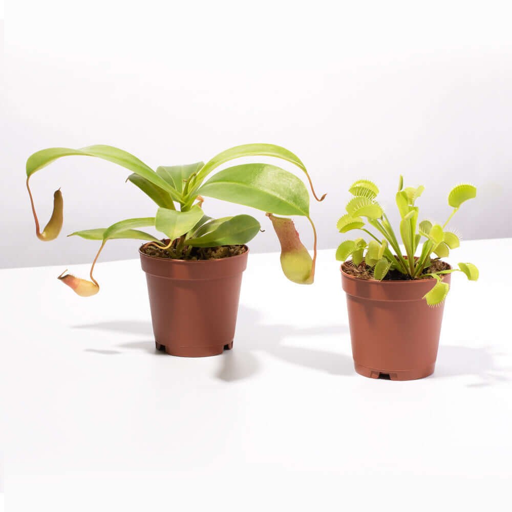 Carnivorous Plant Bundle - Venus Fly Trap and Pitcher Plant - Etsy