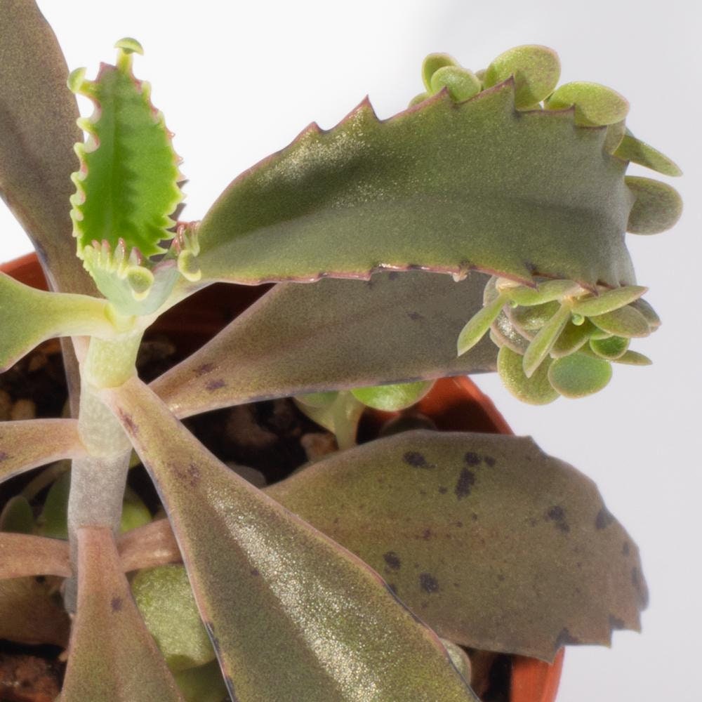 Mother of Thousands (Kalanchoe daigremontiana) – Prolific Succulent Houseplant
