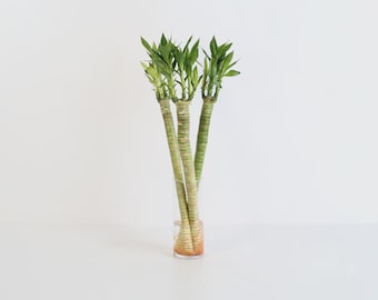 Lucky Bamboo Lotus – Dracaena sanderiana Water Plant