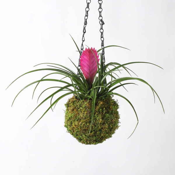 Pink Quill Airplant