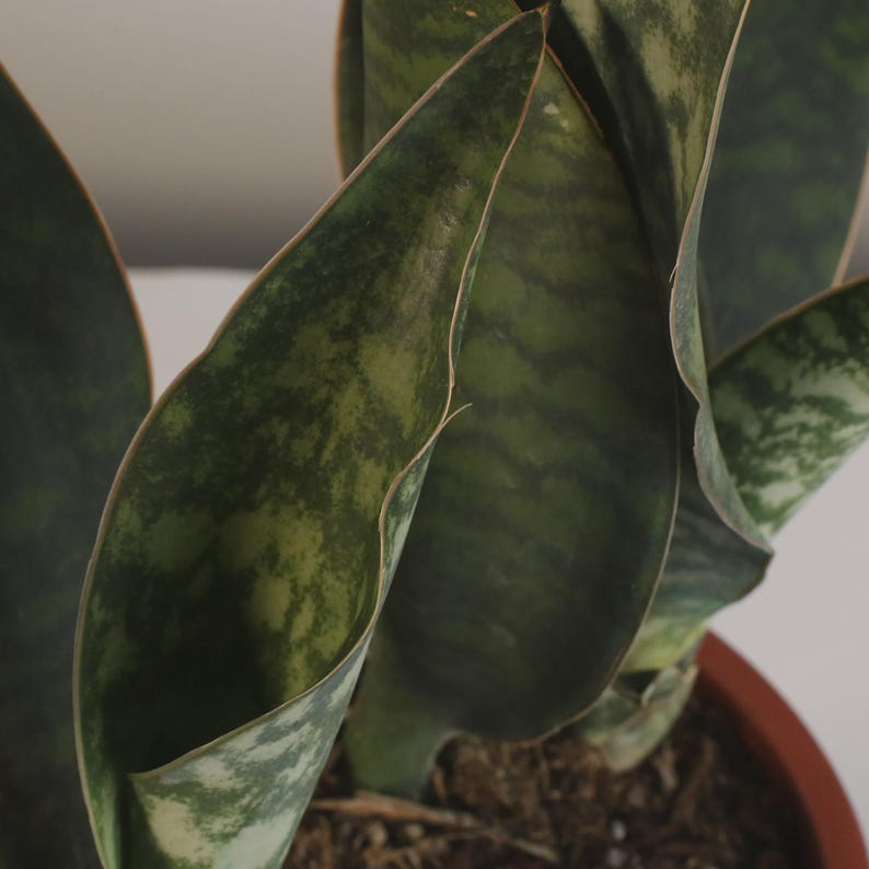 VerdantLyfe Snake Plant Sansevieria masoniana - Thumbnail 5