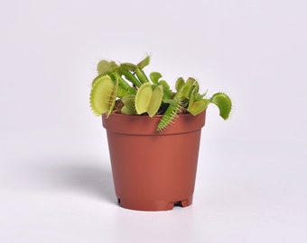 Green Venus Fly Trap Carnivorous Plant