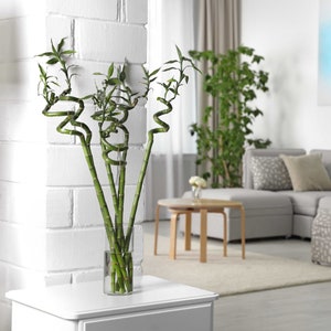 Large Lucky Bamboo Twists  36 Dracaena Sanderiana Water Plant - Etsy