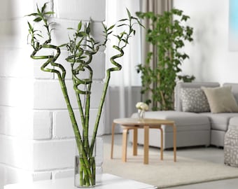 Lucky Bamboo Twist – Dracaena sanderiana Water Plant