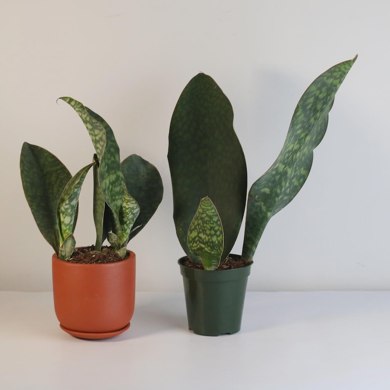 VerdantLyfe Snake Plant Sansevieria masoniana - Thumbnail 4