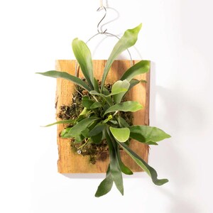 May include: A staghorn fern mounted on a rectangular wooden board with a natural wood grain finish. The plant features vibrant green, elongated fronds emerging from a mossy base. A silver metal wire hook is attached to the top for hanging.
