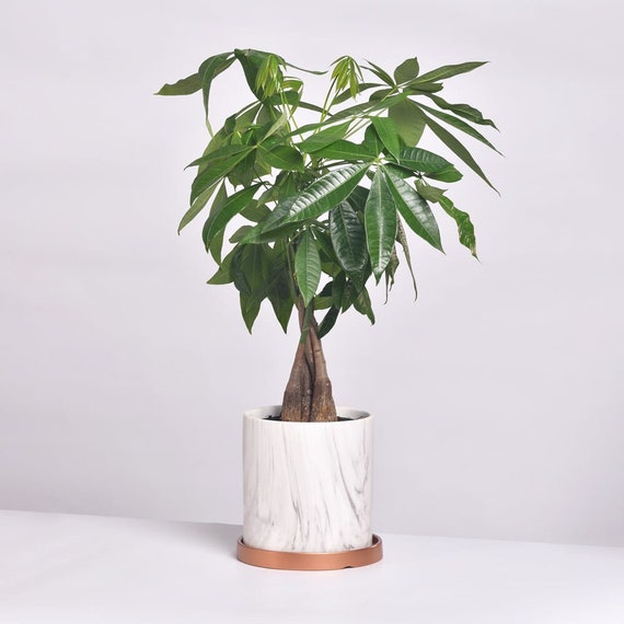 monstera albo cutting Variegated Monstera Albo Node (1 Node Cutting) (High Plus+ Variegation)