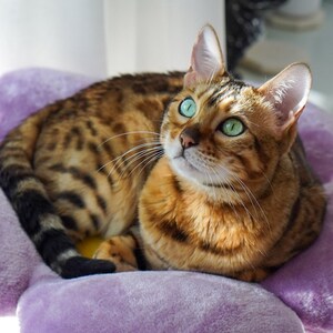 May include: A brown and black tabby cat with green eyes is lying on a purple flower-shaped bed. The cat is looking up and has its tail curled around its body.