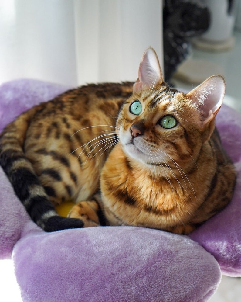 May include: A brown and black tabby cat with green eyes is lying on a purple flower-shaped bed. The cat is looking up and has its tail curled around its body.