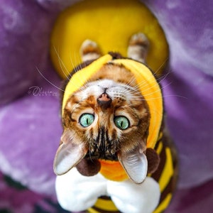 May include: A brown tabby cat with green eyes wearing a yellow and black bee costume. The cat is sitting on a purple and yellow surface.