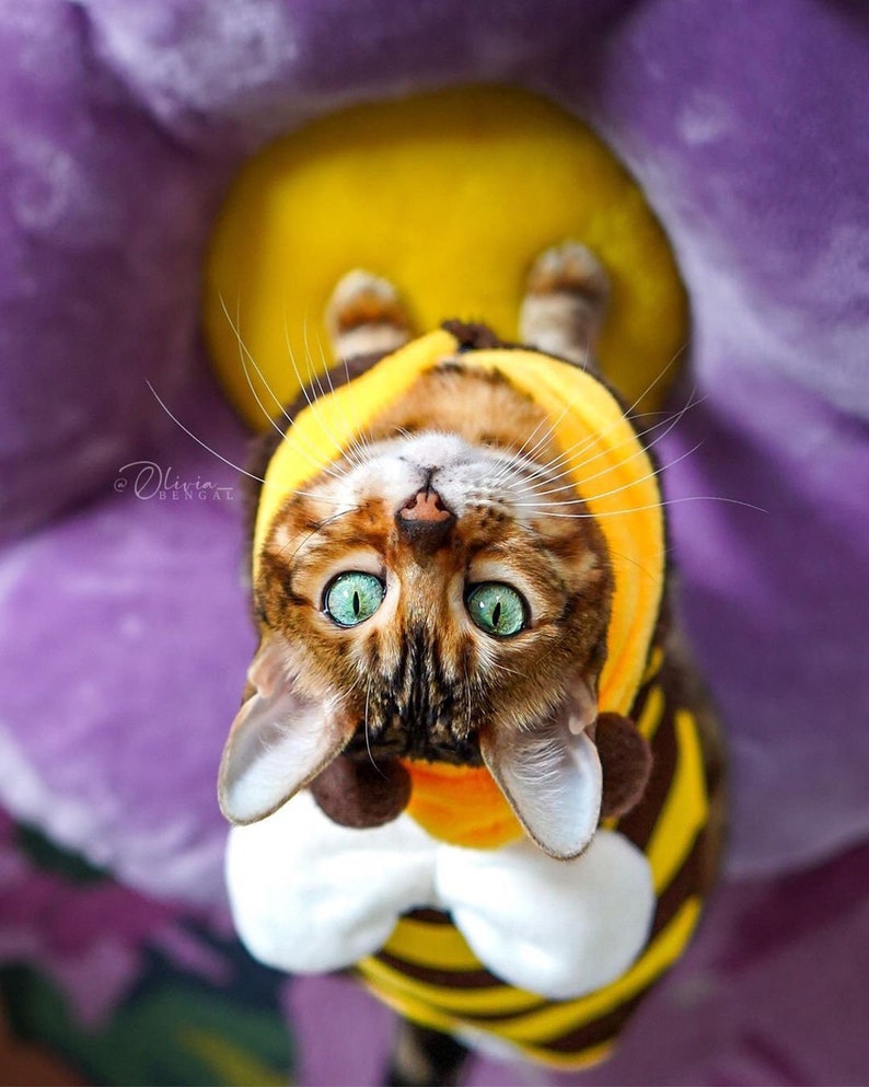 May include: A brown tabby cat with green eyes wearing a yellow and black bee costume. The cat is sitting on a purple and yellow surface.