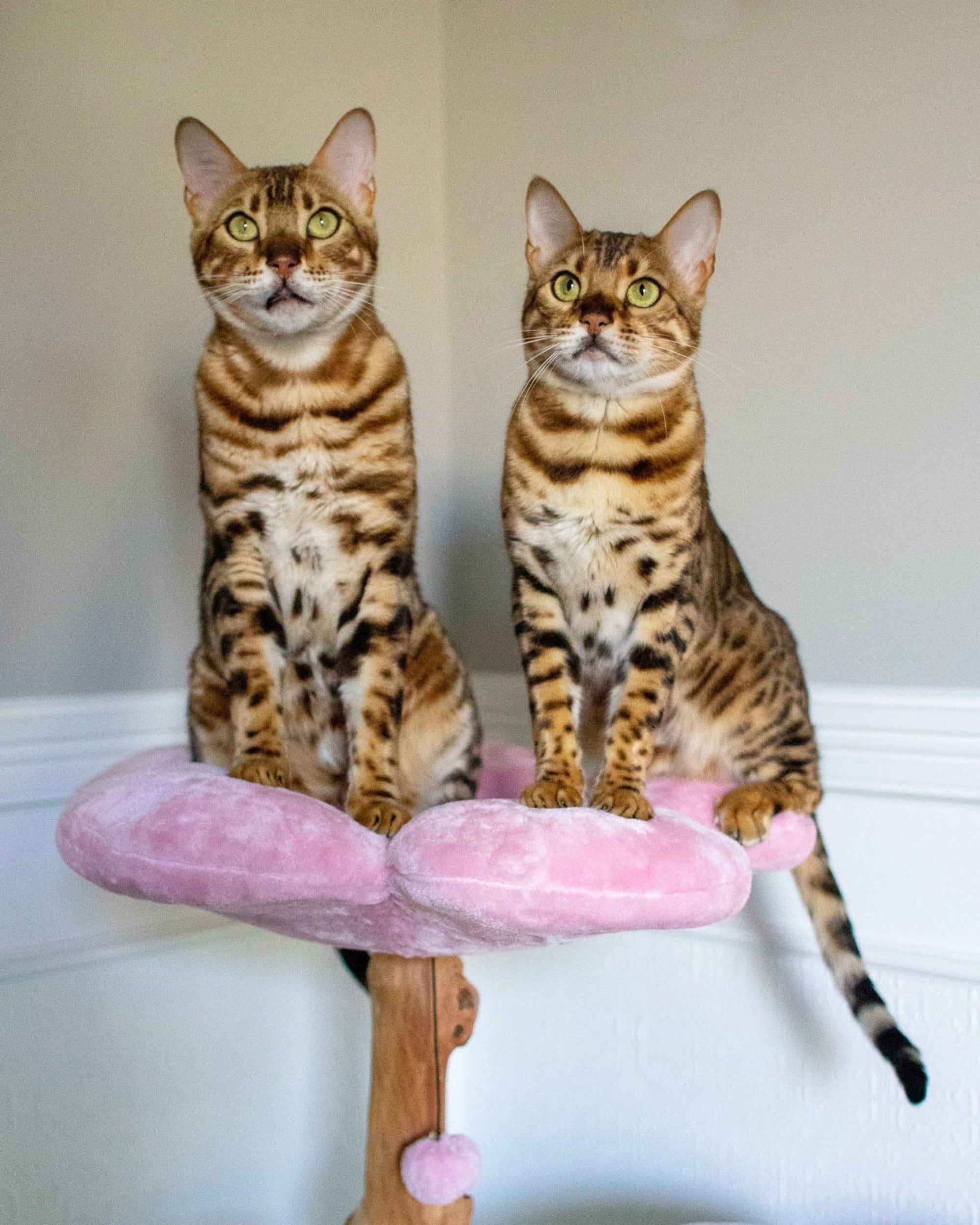 Wood Floral Cat Tree Tower Wooden Cat Tower Modern Cat Tree Etsy UK