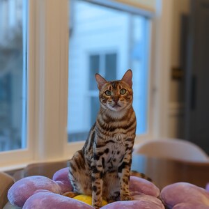 May include: A brown tabby cat with green eyes sits on a purple flower-shaped plush cushion. The cat is looking directly at the camera.