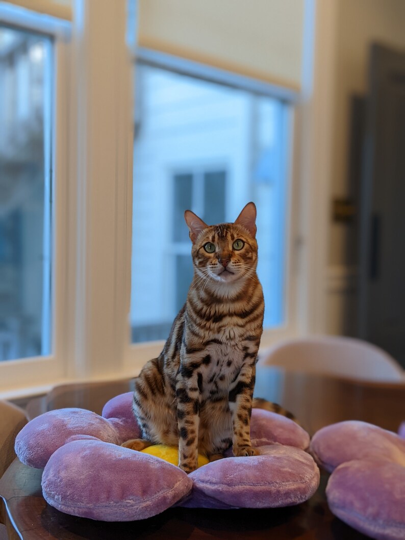 May include: A brown tabby cat with green eyes sits on a purple flower-shaped plush cushion. The cat is looking directly at the camera.