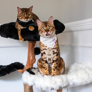 May include: Two Bengal cats on a cat tree. One cat is licking its lips and wearing a white bandana. The other cat is wearing a dark green and black collar. The cat tree has black, white, and brown elements.