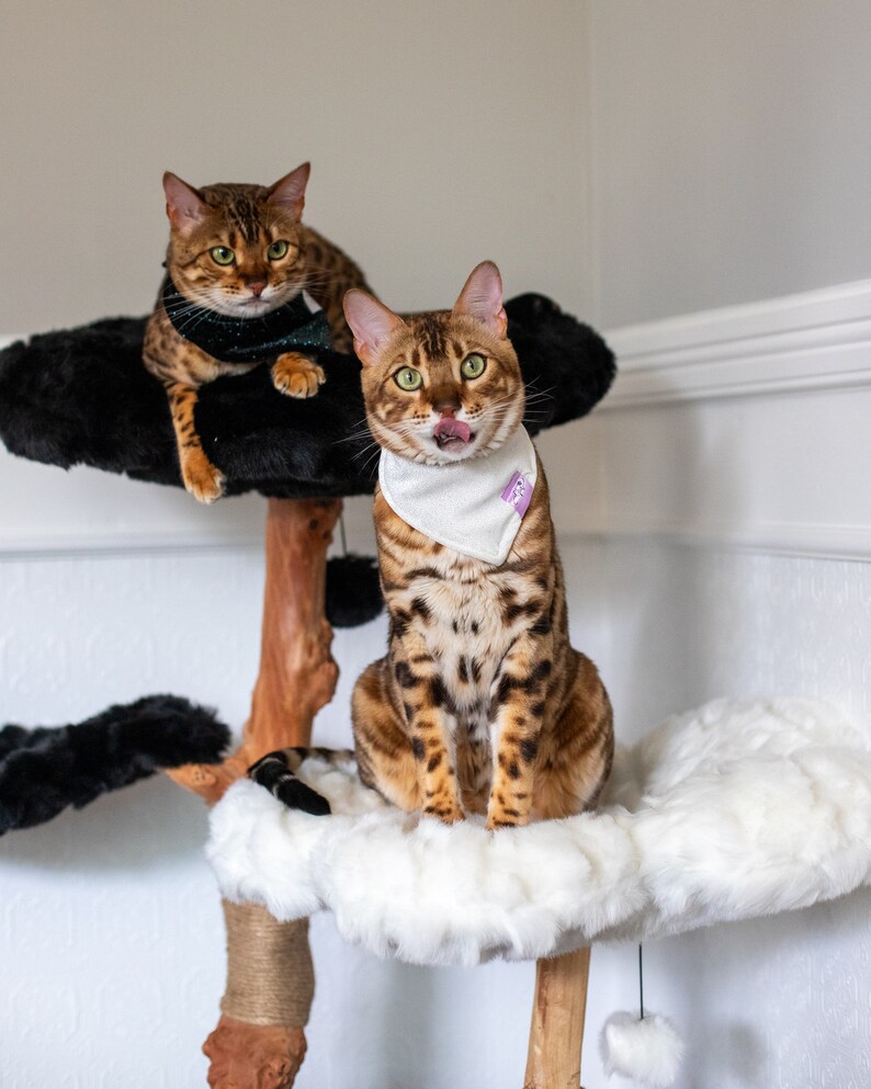 May include: Two Bengal cats on a cat tree. One cat is licking its lips and wearing a white bandana. The other cat is wearing a dark green and black collar. The cat tree has black, white, and brown elements.