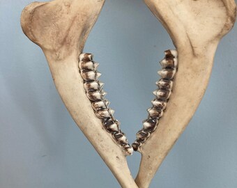 Deer Jaw Bone