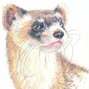 Black-footed Ferret