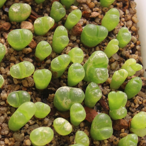 Conophytum Longum 1/4 Inch Live One Head Single Plant Homegrown