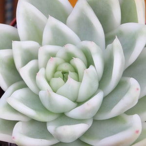 Original! Echeveria SNOW WHITE MARIA, not the offshoot ~  Reverse Variegated Rare Korean Succulent