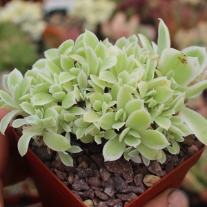 Echeveria Lemon Rose ~ Czubata i pstrokata