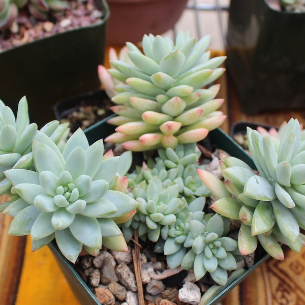 Large Rare Sedeveria Supar Brow Cluster ~ Rare Korean Succulent Multihead