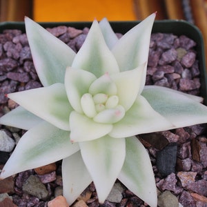 Echeveria Maria Sohimari Reverse Variegated ~ Rare Korean Succulent Variegata